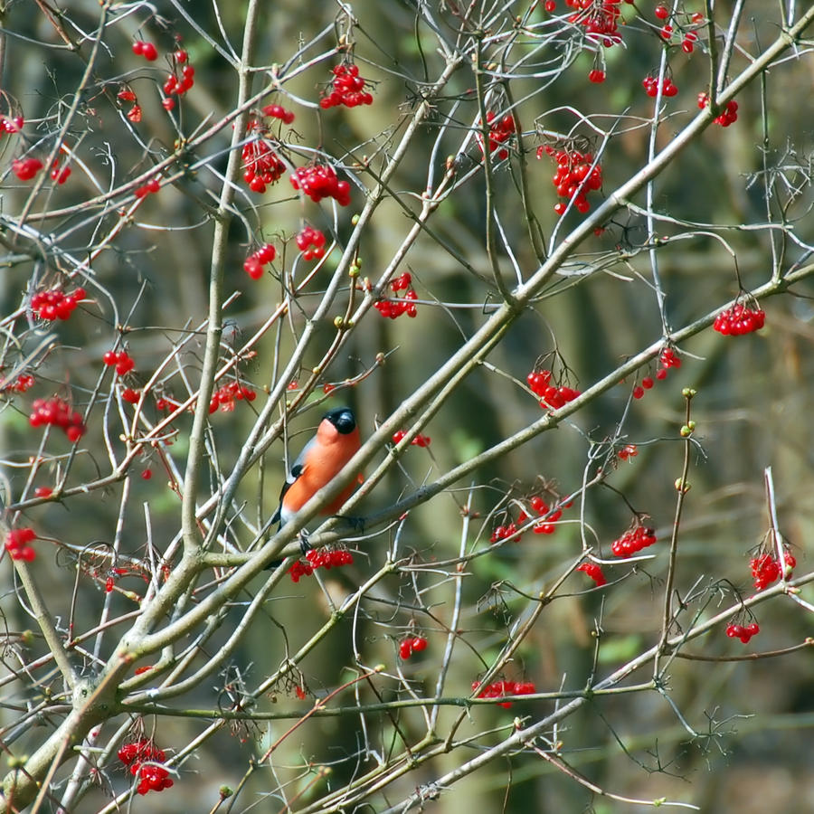 the bullfinch