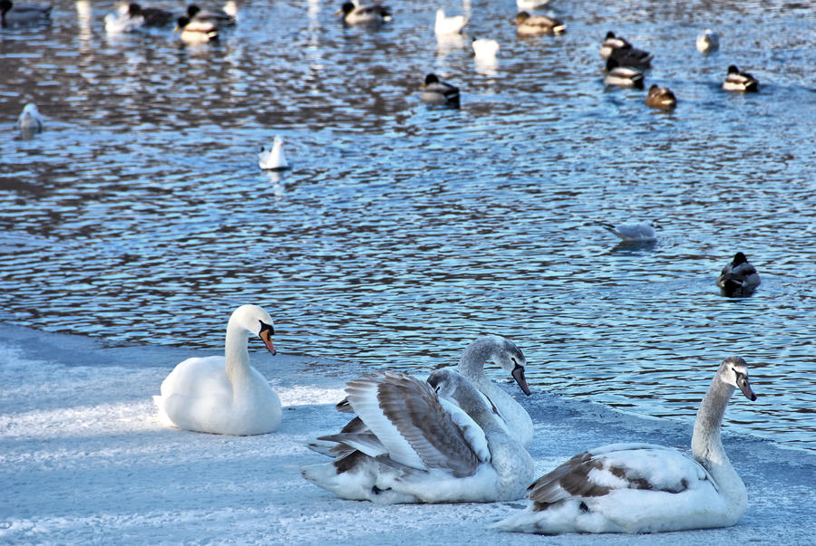 blueish winter