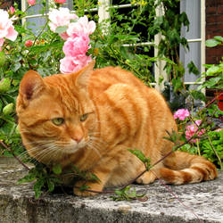 Ginger cat