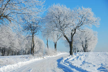 frosty day