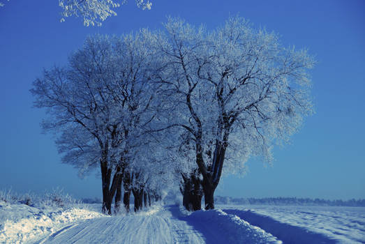 blue winter II