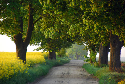 country road in the early morning