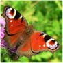 butterfly on teasel