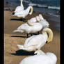 seven swans