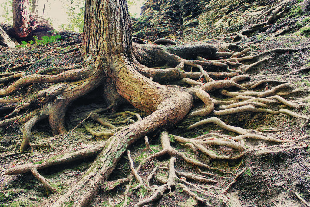 Roots3 by shakyjake64 on DeviantArt