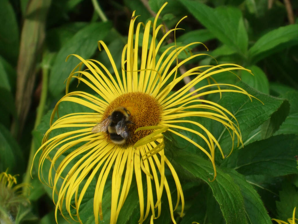 Flutter Bee Deviantart Flutter Bee by Derivale on DeviantArt