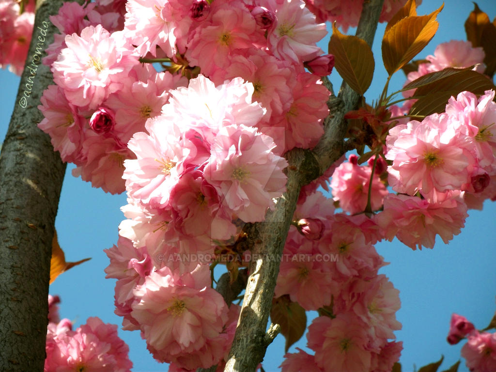 Sakari Tree Sakura tree by aandromeda on DeviantArt
