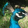 Pavo cristatus - detail