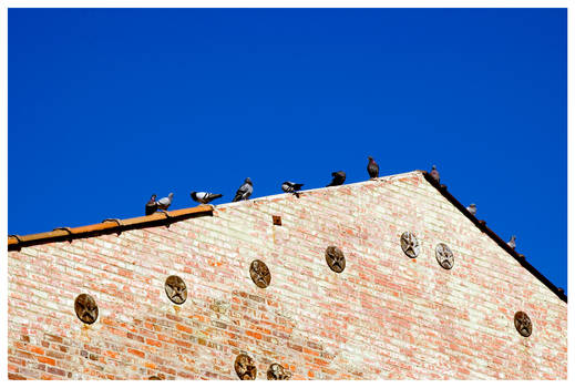 Birds on a roof