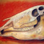 Skull Still Life