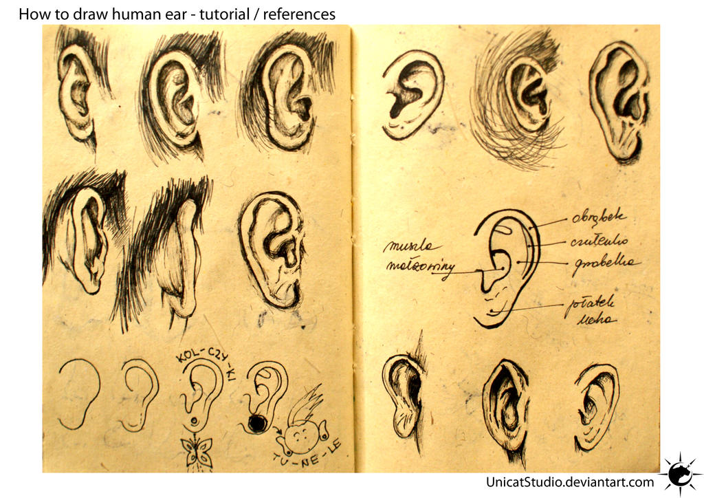 Ear Tutorial Human Ear Tuto by UnicatStudio on DeviantArt