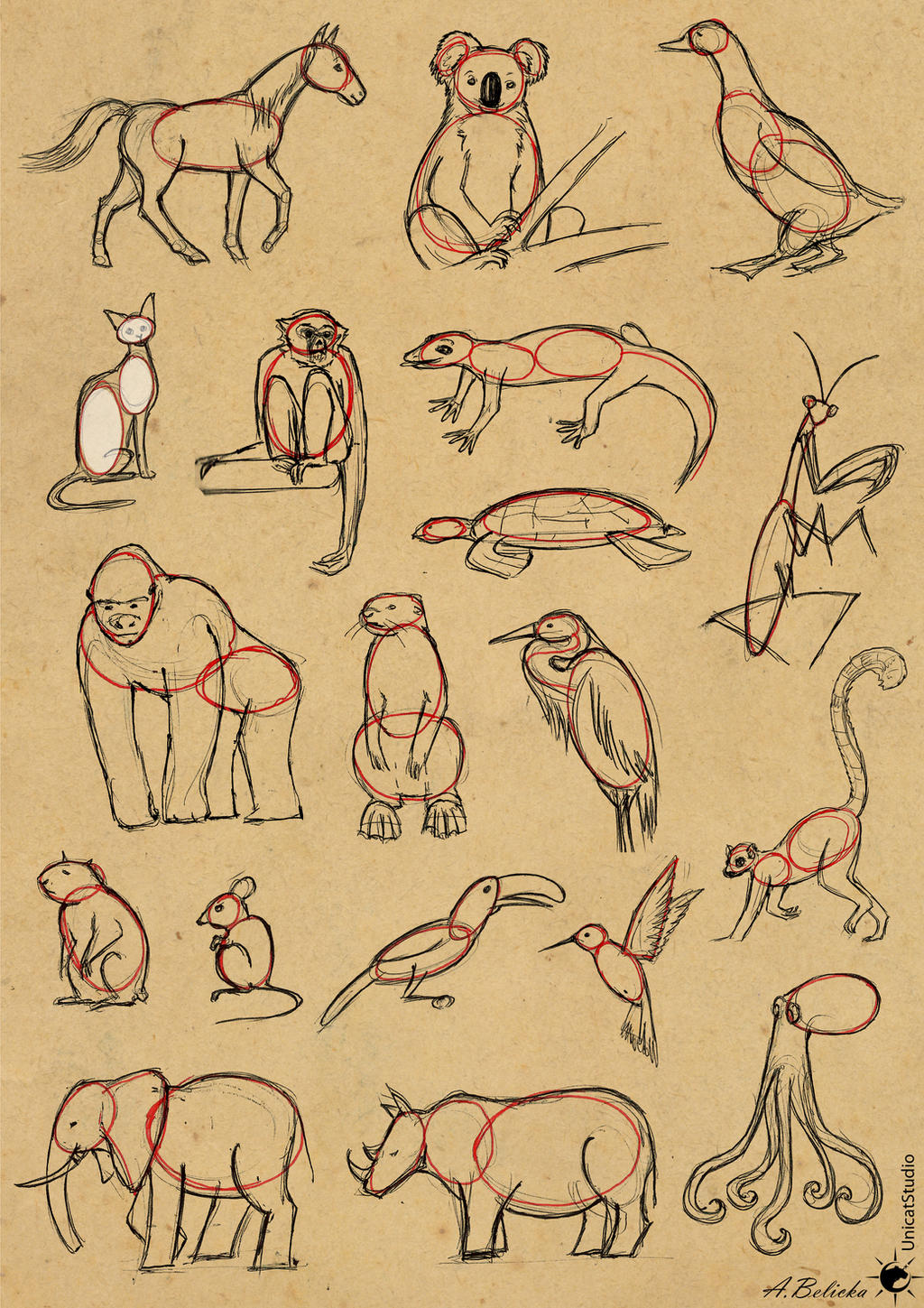 Tutorial - Easy way to draw animals by UnicatStudio on DeviantArt Tutorial - Easy way to draw animals by UnicatStudio on DeviantArt