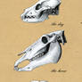 Comparative anatomy - skull