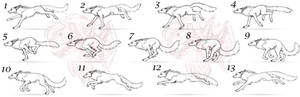 Run Cycle Guide Cat Cat Run Cycle Guide by Juicyfruitgirly on DeviantArt