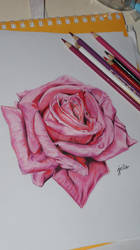 Pink Rose Color Pencil Drawing
