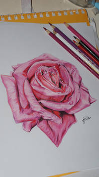 Pink Rose Color Pencil Drawing