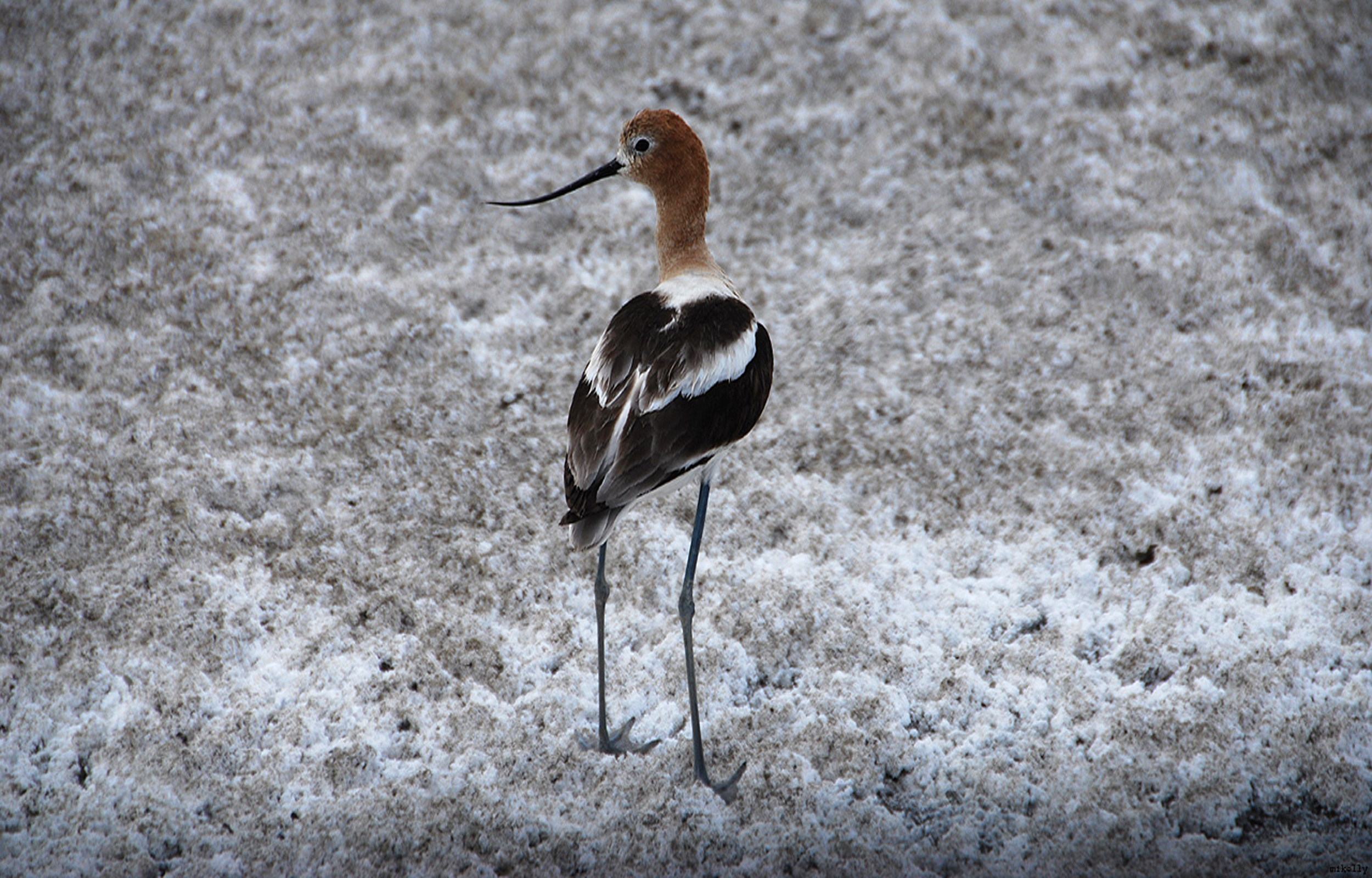 An American Avocet