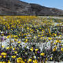 Wild  Flowers on Henderson Canyon Rd