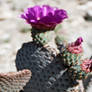 Beavertail Cactus Flowers 2