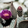 Beavertail Cactus Flowers