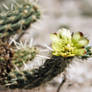 Silver Cholla Cactus Flower 2