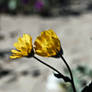 Desert Sun flower