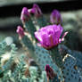 Beaver Tail Prickly Pear