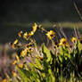 Prairie Flowers