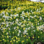 Avalanche Lilies