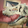 Morrison Museum: T-rex skull