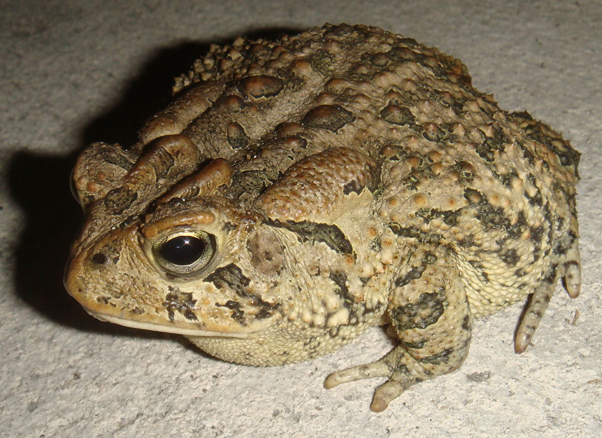 Liquid eyed toad by Fail-Avenger on DeviantArt