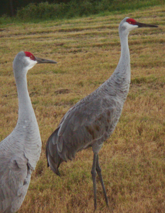 Sandhill pair