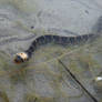 Curious snakelet