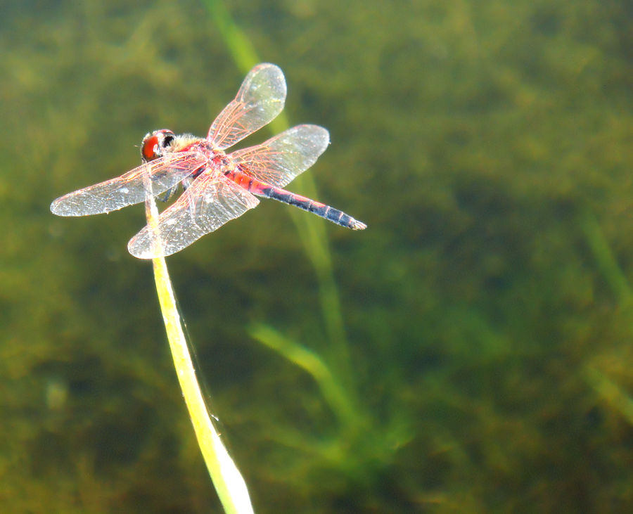 Dragonflies Rarest Color Rare Color Dragonfly by Fail-Avenger on DeviantArt