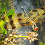 Stained Glass Wings