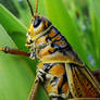 Grasshopper at Twilight