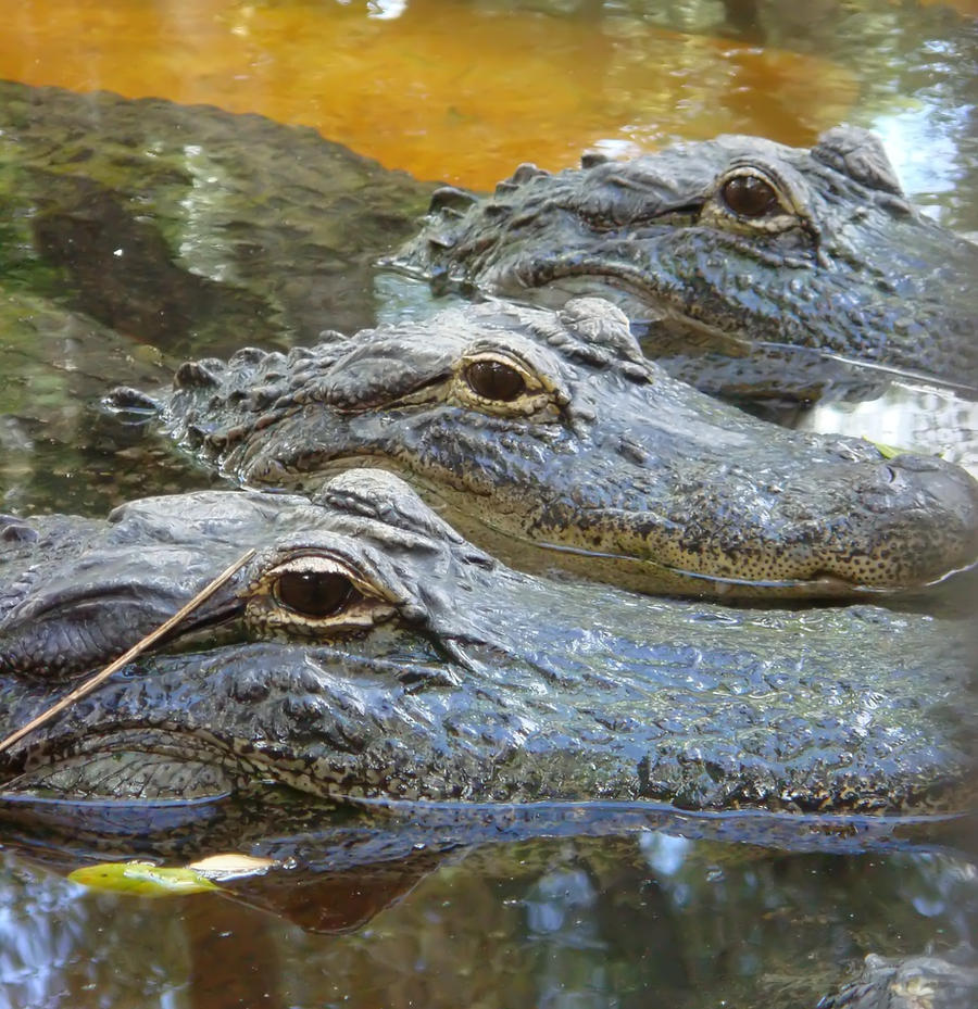 Alligator Trio