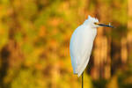 Snowy Egret in Autumn by Fail-Avenger