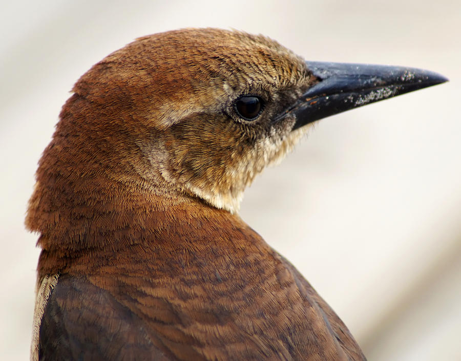 Wistful Grackle