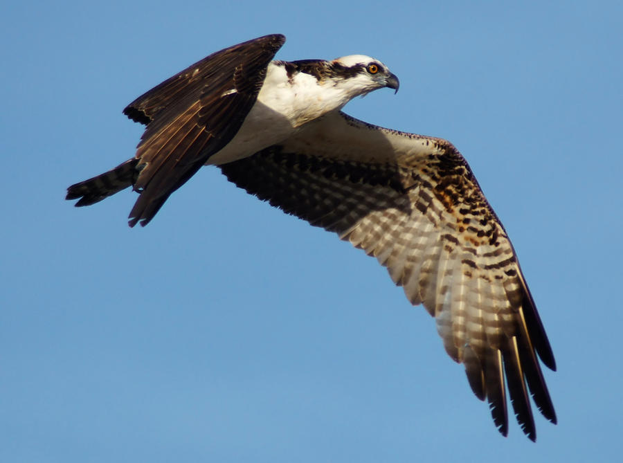 Scouting Osprey