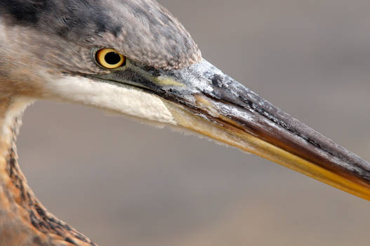 Great Blue Portrait