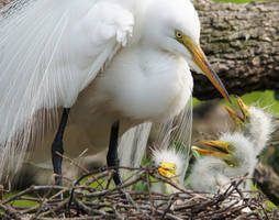 Egret Nest