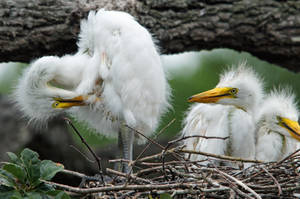 Great Egret babies