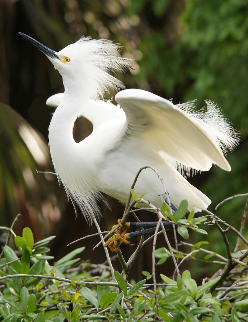 Snowy Egret Take Off