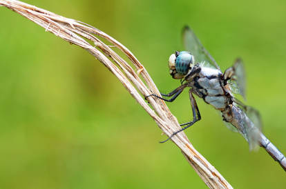 Great Blue Skimmer