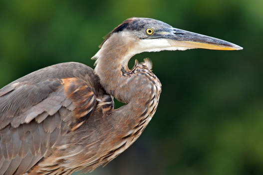 Great Blue Heron