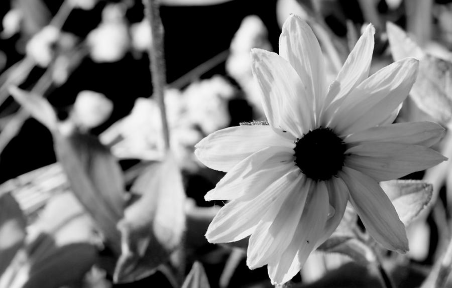 Black and white sunflower