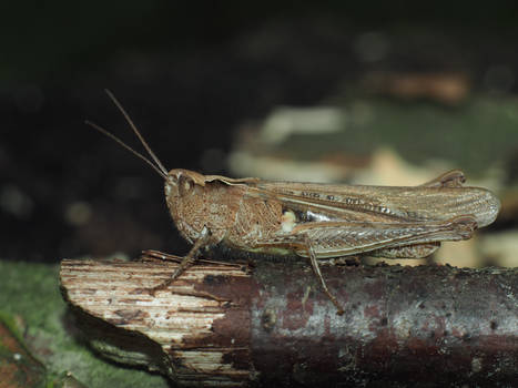 Grasshopper 1