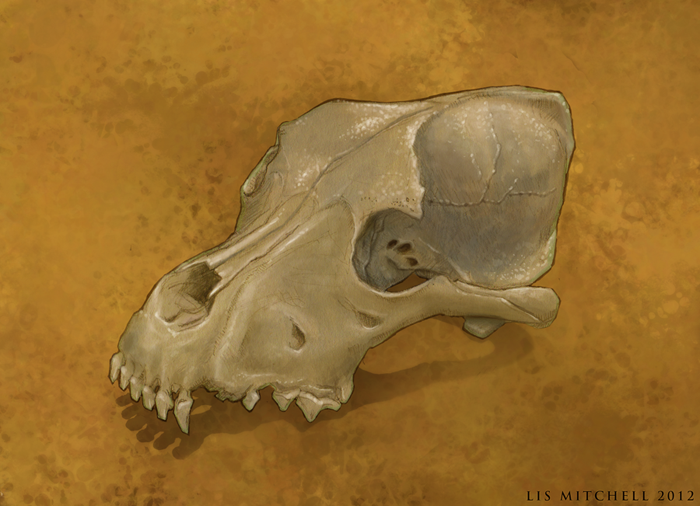 Dog Skull