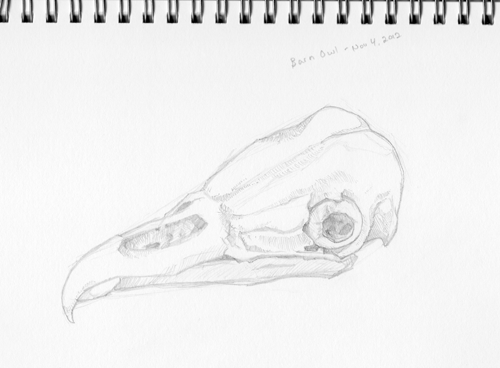 Barn Owl Skull